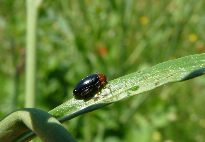 Altro alticino: Psylliodes chrysocephalus